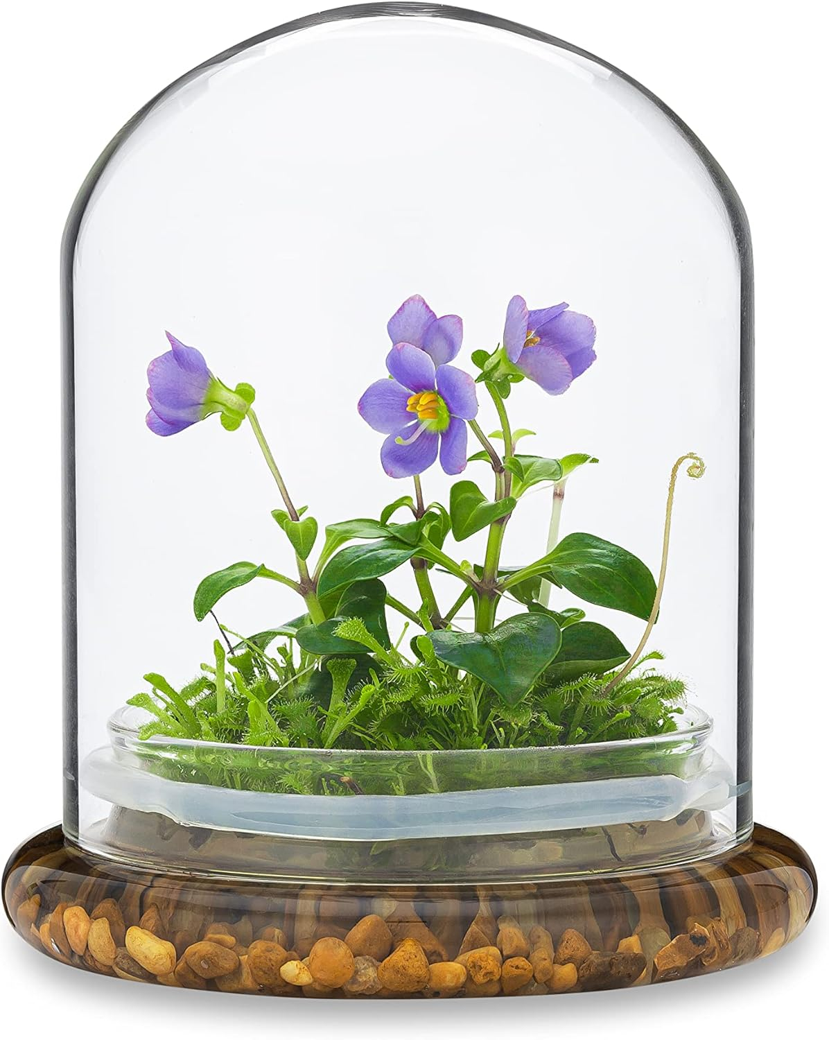 Award Winning: Persian Violet with Sundew Moss - Live Flower Terrarium in Self Sustaining Glass Jar, Maintenance Free and Blooms All-Season, Great Unique Gift and Home Decor, 100% Growth Guarantee