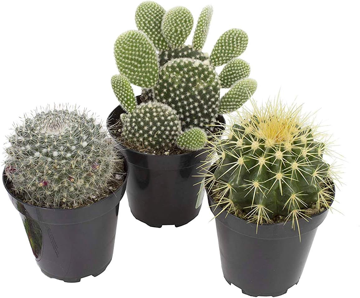 Altman Plants Large Cactus Plants 6-Pack; 3.5 Inch Grower Pots, Full Sun; Easy Plant Care