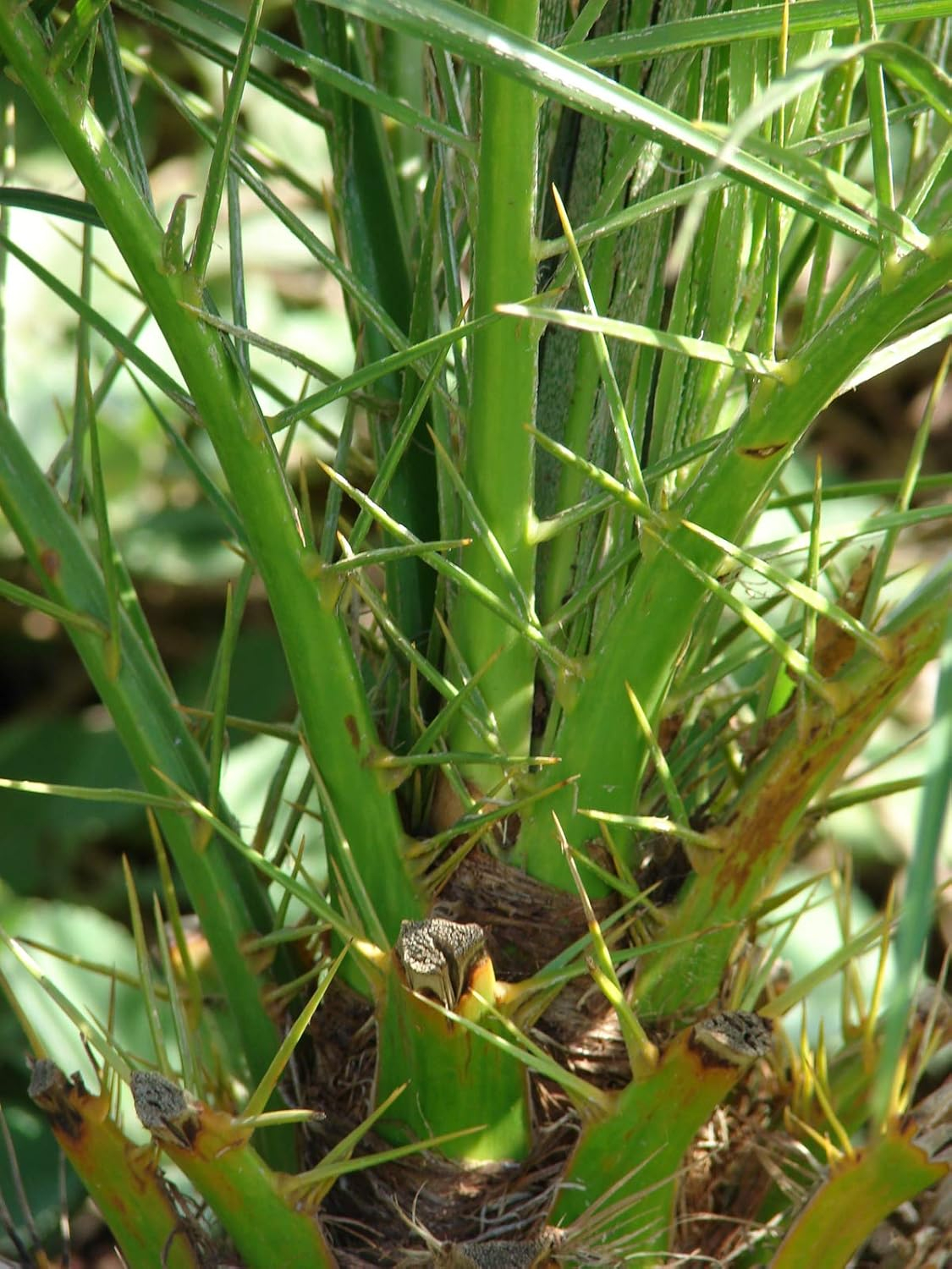 Phoenix Roebelenii Green Miniature Pygmy Date Palm Tree