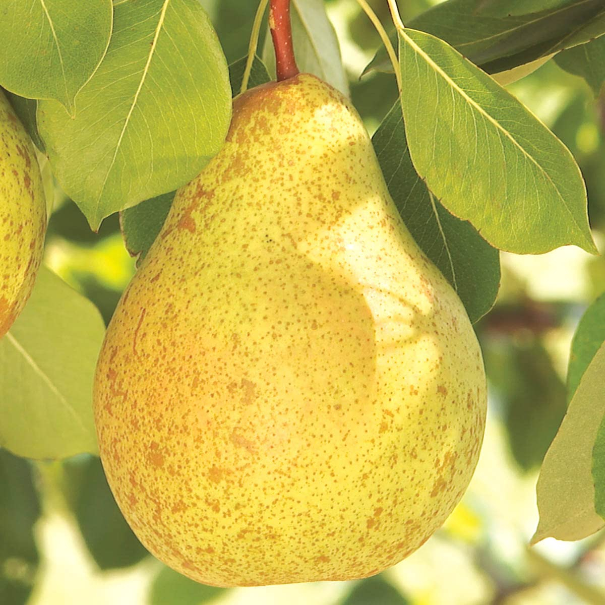 Ambrosia Semi-Dwarf Pear Tree with Golden-Brown Fruit