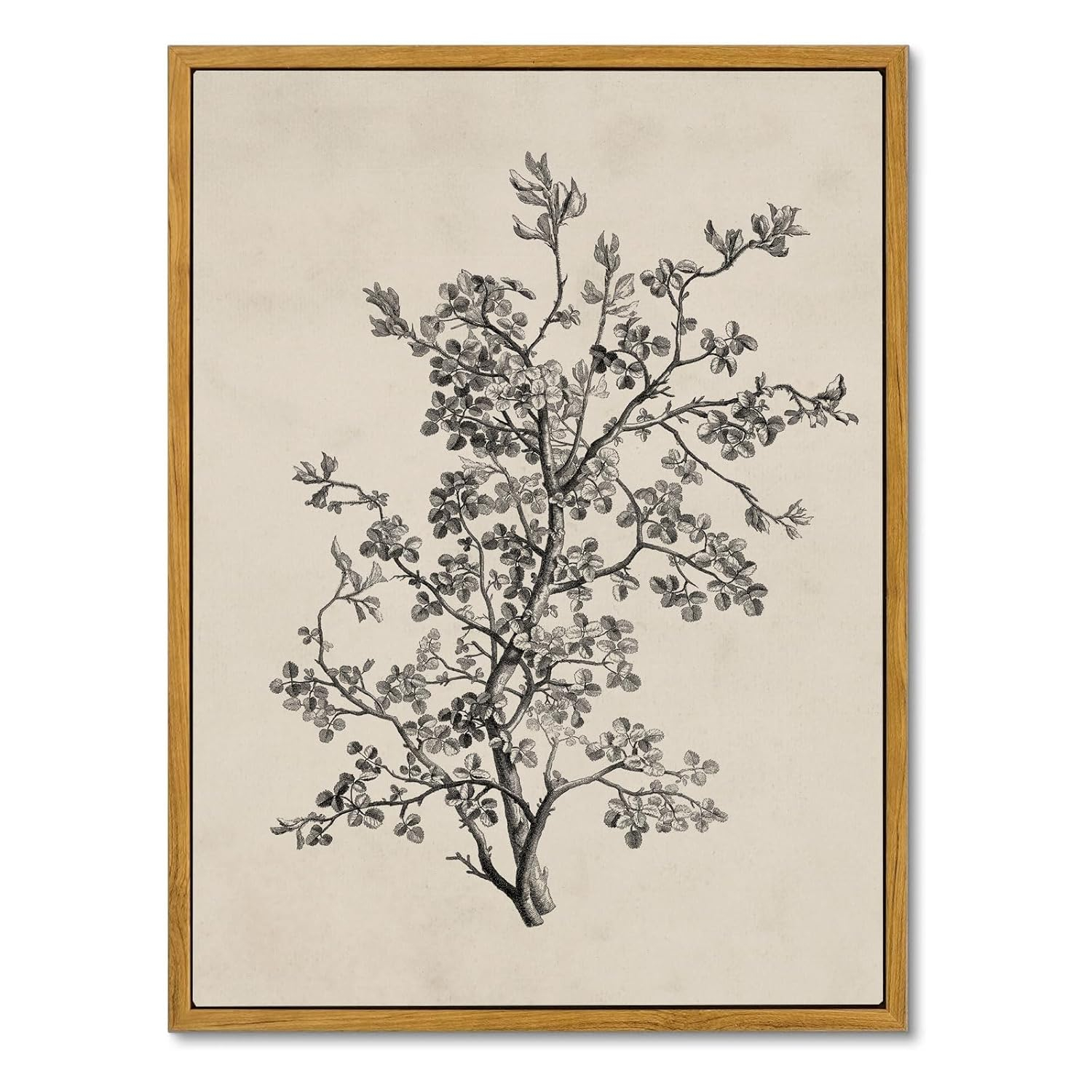 Vintage Botanical Wall Art Prints - Black and White Sketch Art Decor - Antique Pictures and Rustic Paintings for Living Room Bedroom - 12"x16" Unframed