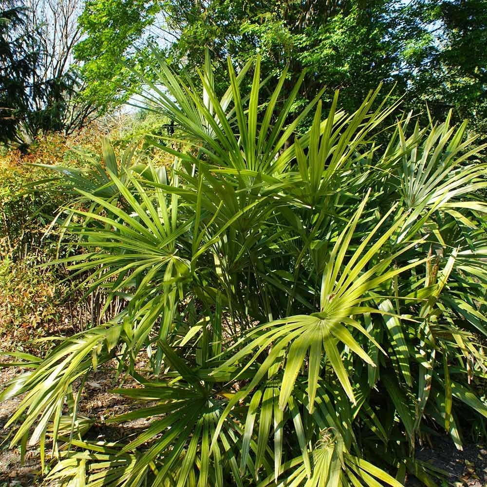 Evergreen Needle Palm Tree with Deep Green Leaves