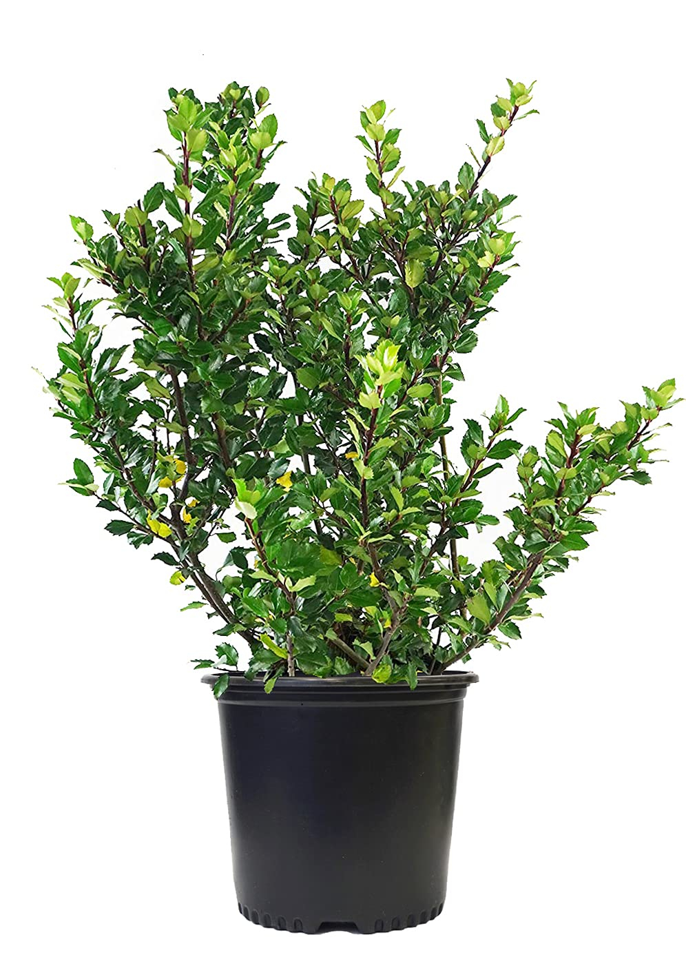 Ilex X meserveae 'Blue Prince' (Blue Holly) Evergreen, #3 - Size Container
