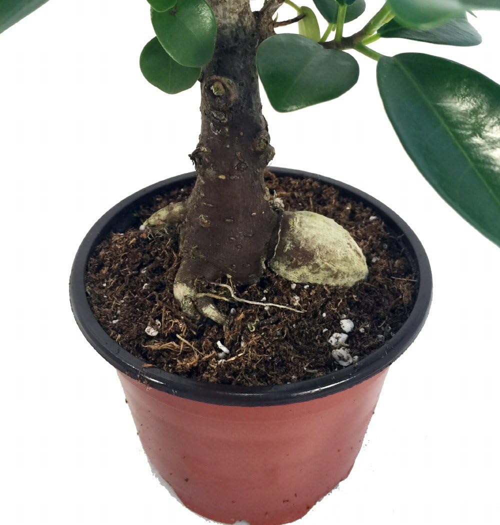 Chinese Ginseng Ficus Bonsai Tree in 4" Pot