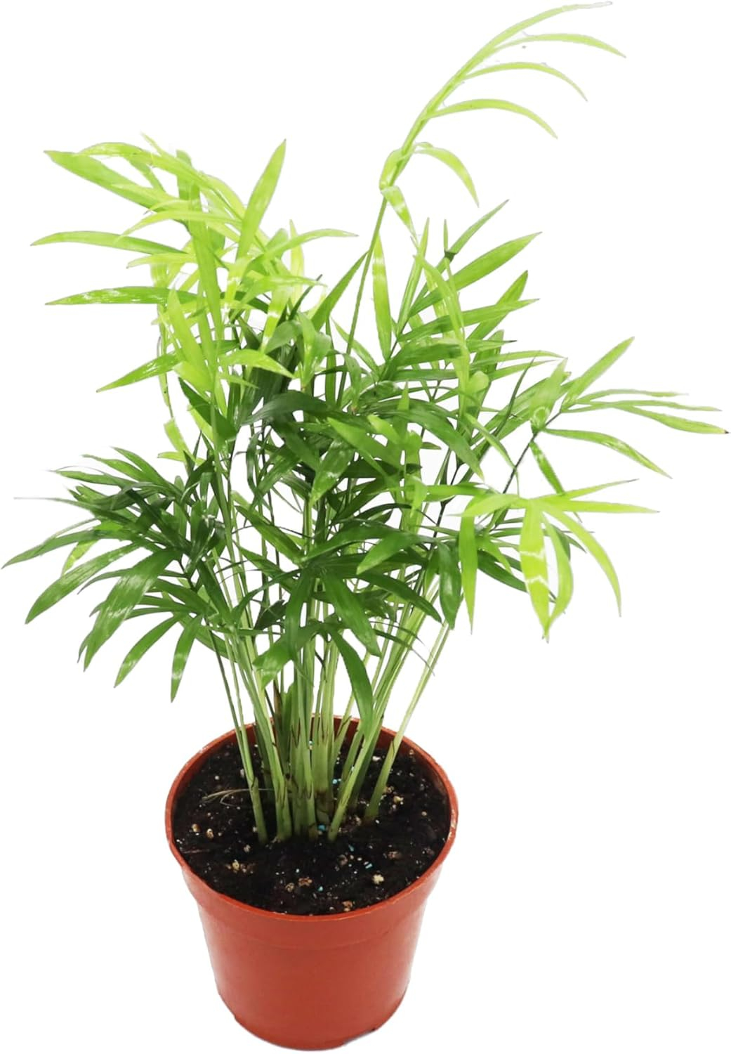 Victorian Parlor Palm (Neanthe Bella Palm) - 4'' from California Tropicals