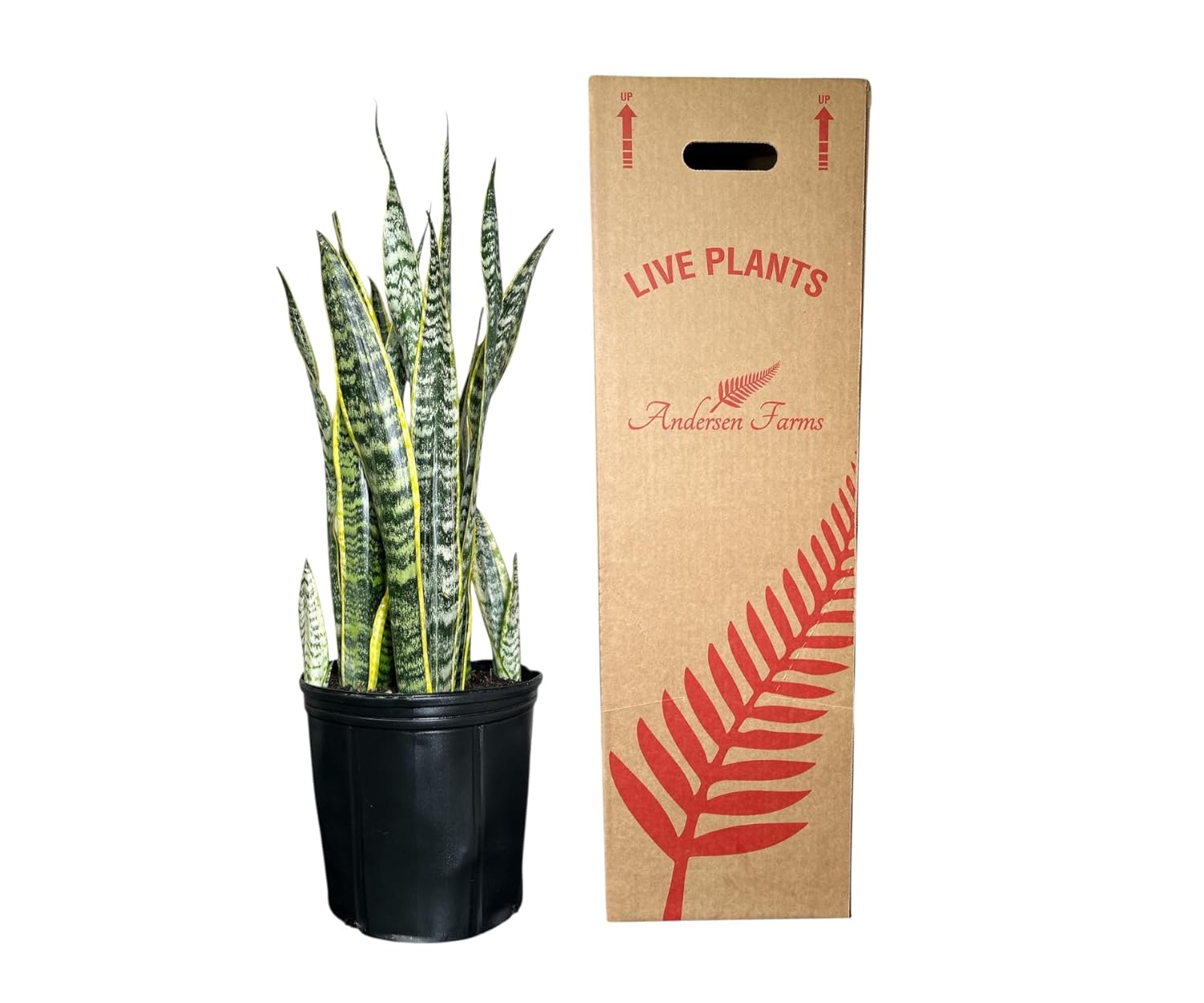 Sansevieria Laurentii Indoor/Outdoor Plant in Black Pot, Green and Yellow