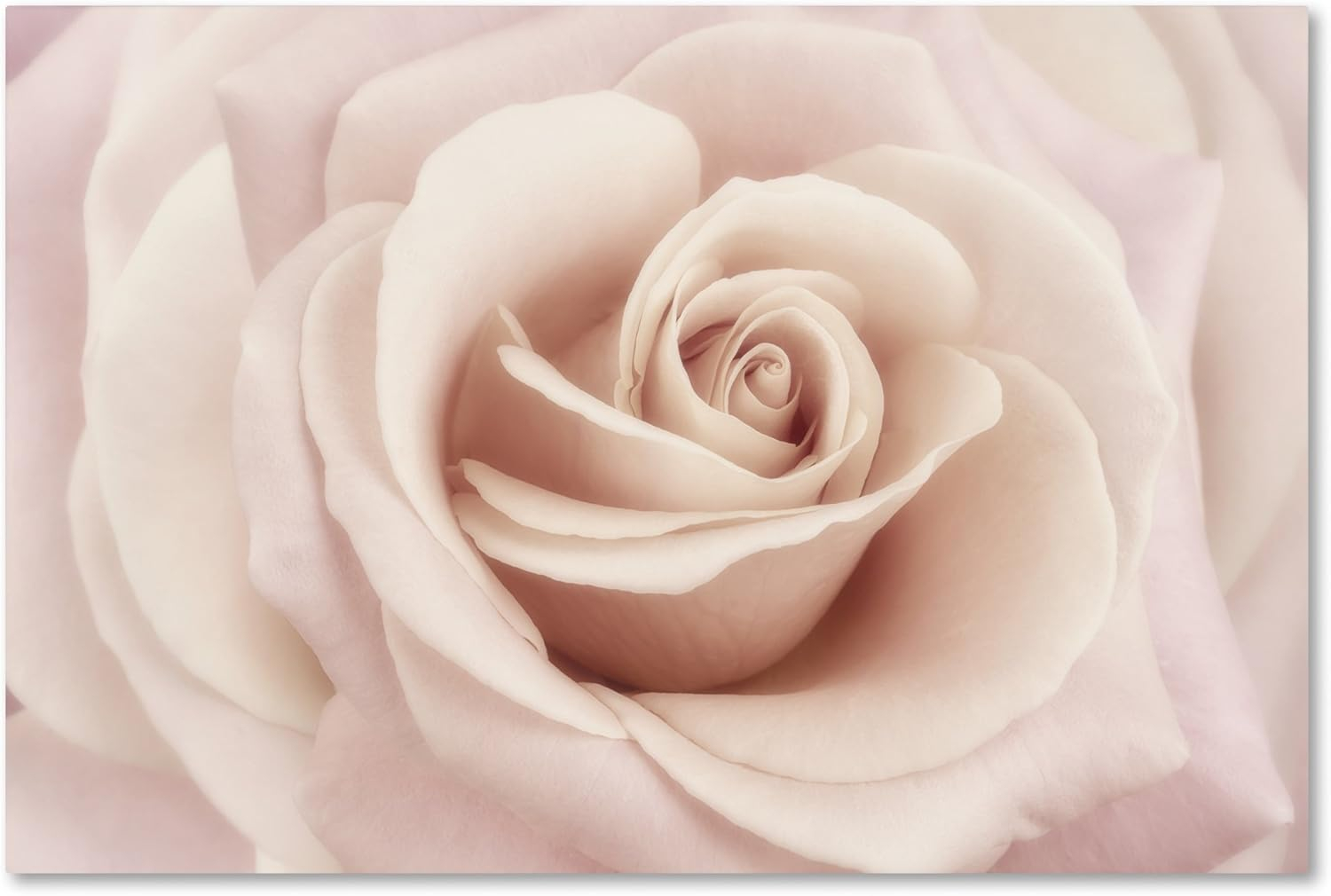 Trademark Fine Art 'Peach Pink Rose' Canvas Art by Cora Niele