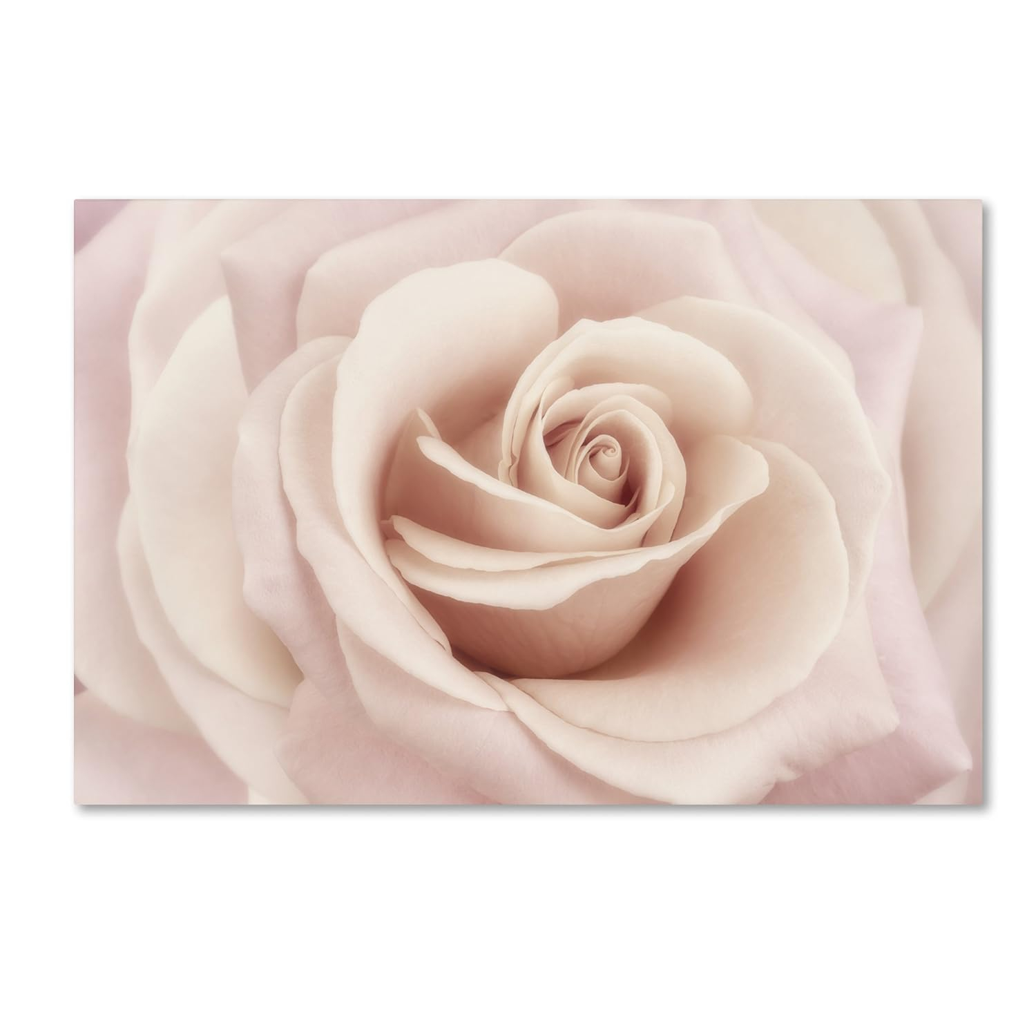 Trademark Fine Art 'Peach Pink Rose' Canvas Art by Cora Niele