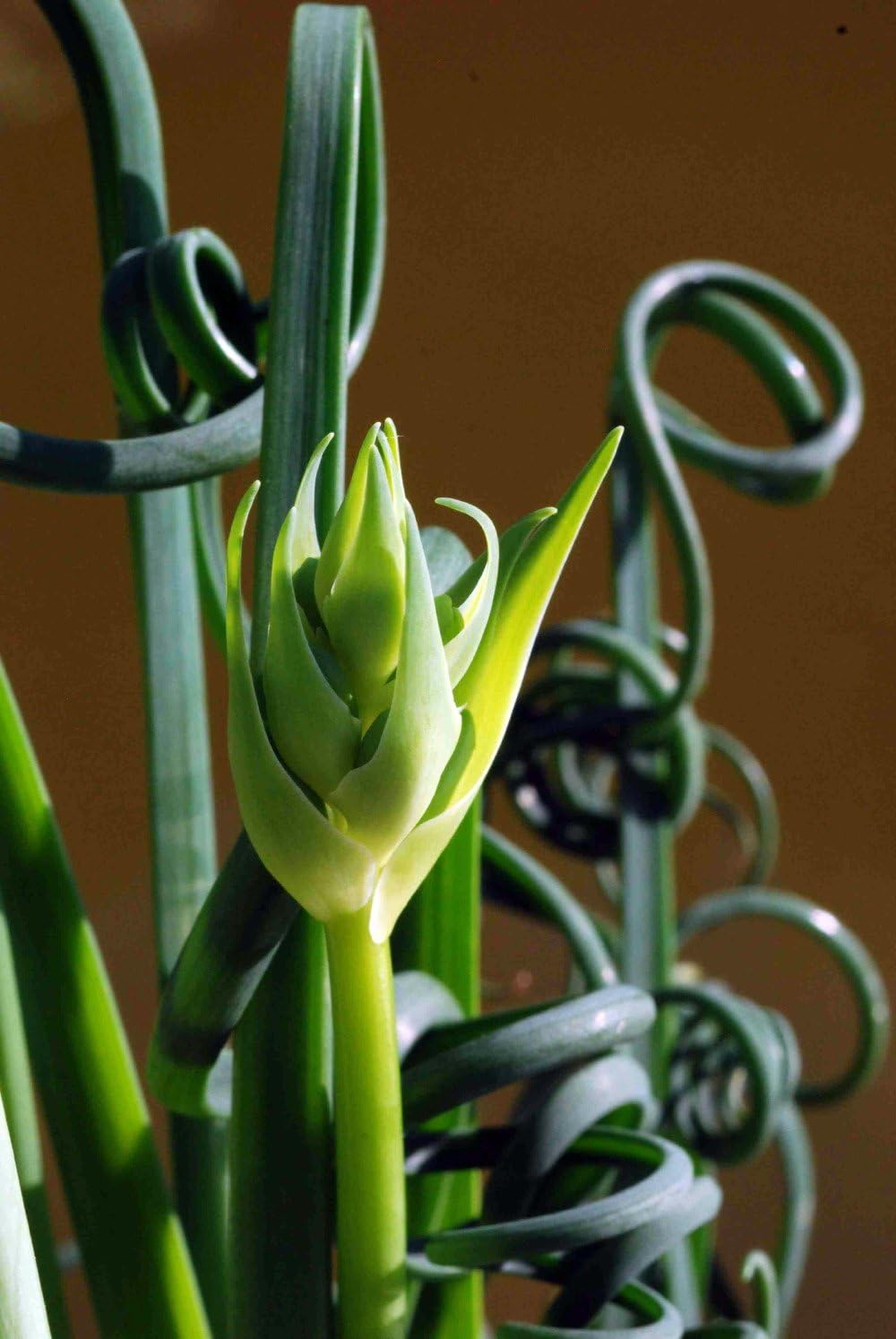 Rare Albuca Spiralis Frizzle Sizzle Succulent Bulbs