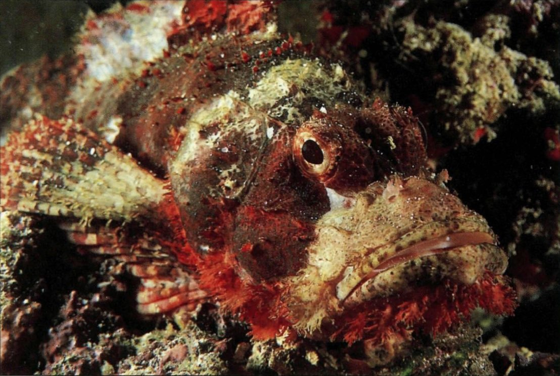 Tropical Coral Reef Fishes - (Handy Pocket Guides) by  Allen (Paperback)