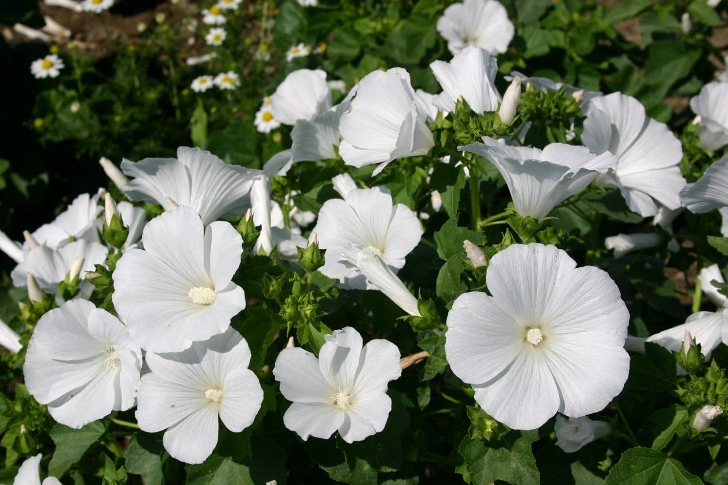 Dwarf White Rose Mallow Flower Seeds for Planting, 100+ Seeds Per Packet, (Isla's Garden Seeds), Non GMO & Heirloom Seeds, Botanical Name: Lavatera Trimestris, Great Home Garden Gift