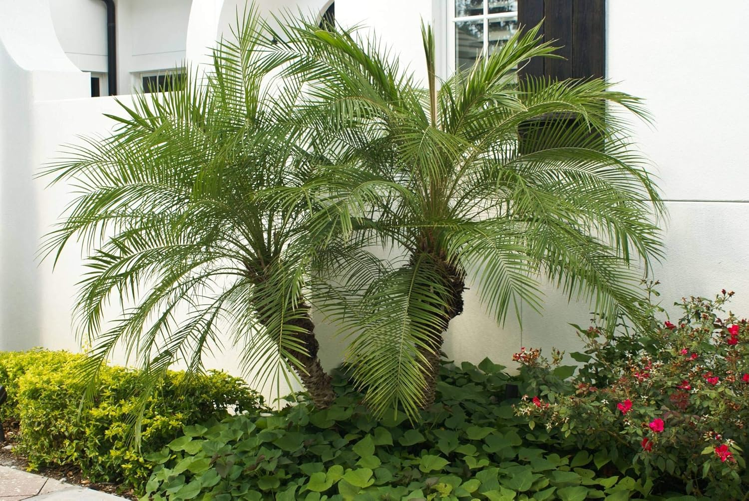 Phoenix Roebelenii Green Miniature Pygmy Date Palm Tree