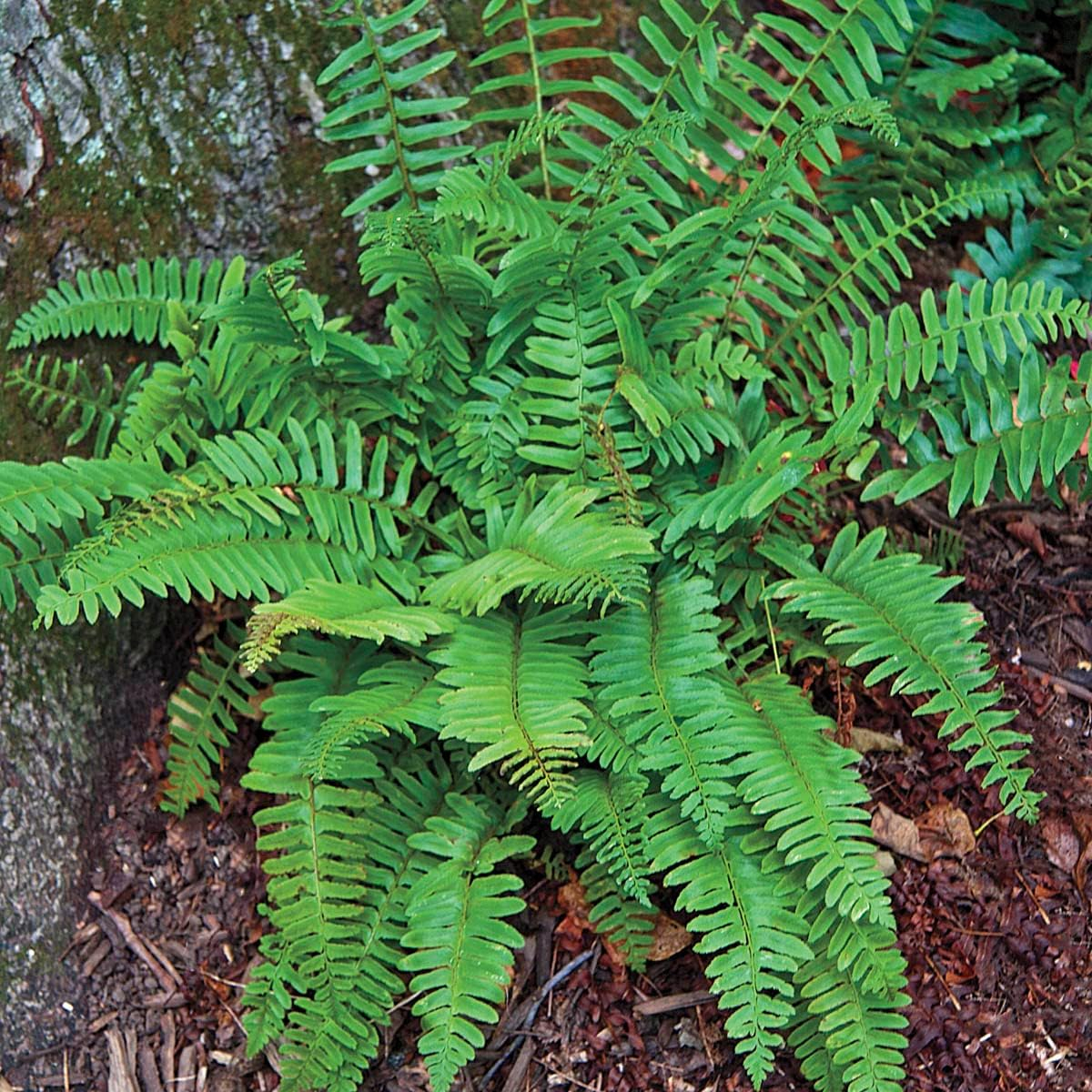 Christmas Fern Dormant Bare Root Perennial Roots (5-Pack)
