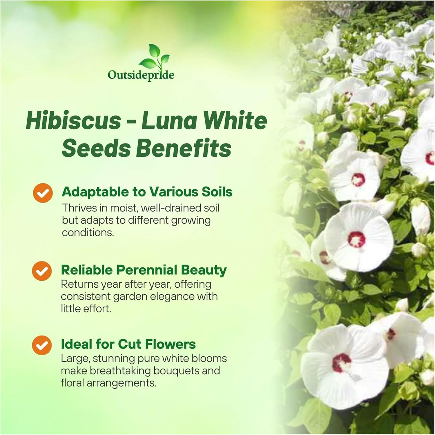 Luna White Hibiscus Seeds with Large Red-Centered Blooms