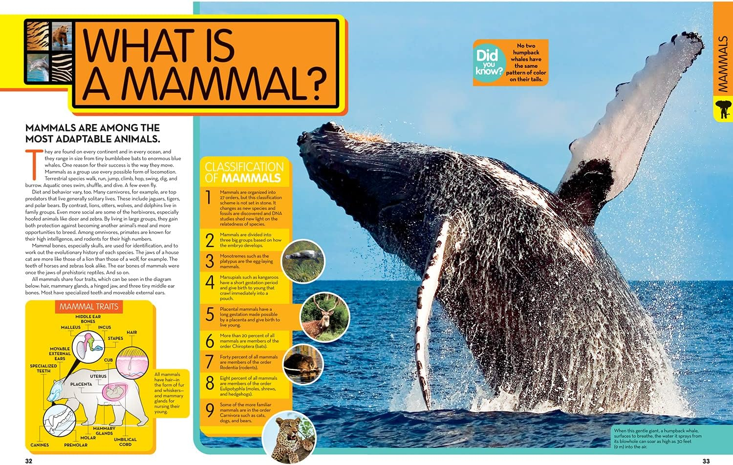 National Geographic Kids Animal Encyclopedia, 2nd Edition - (Hardcover)