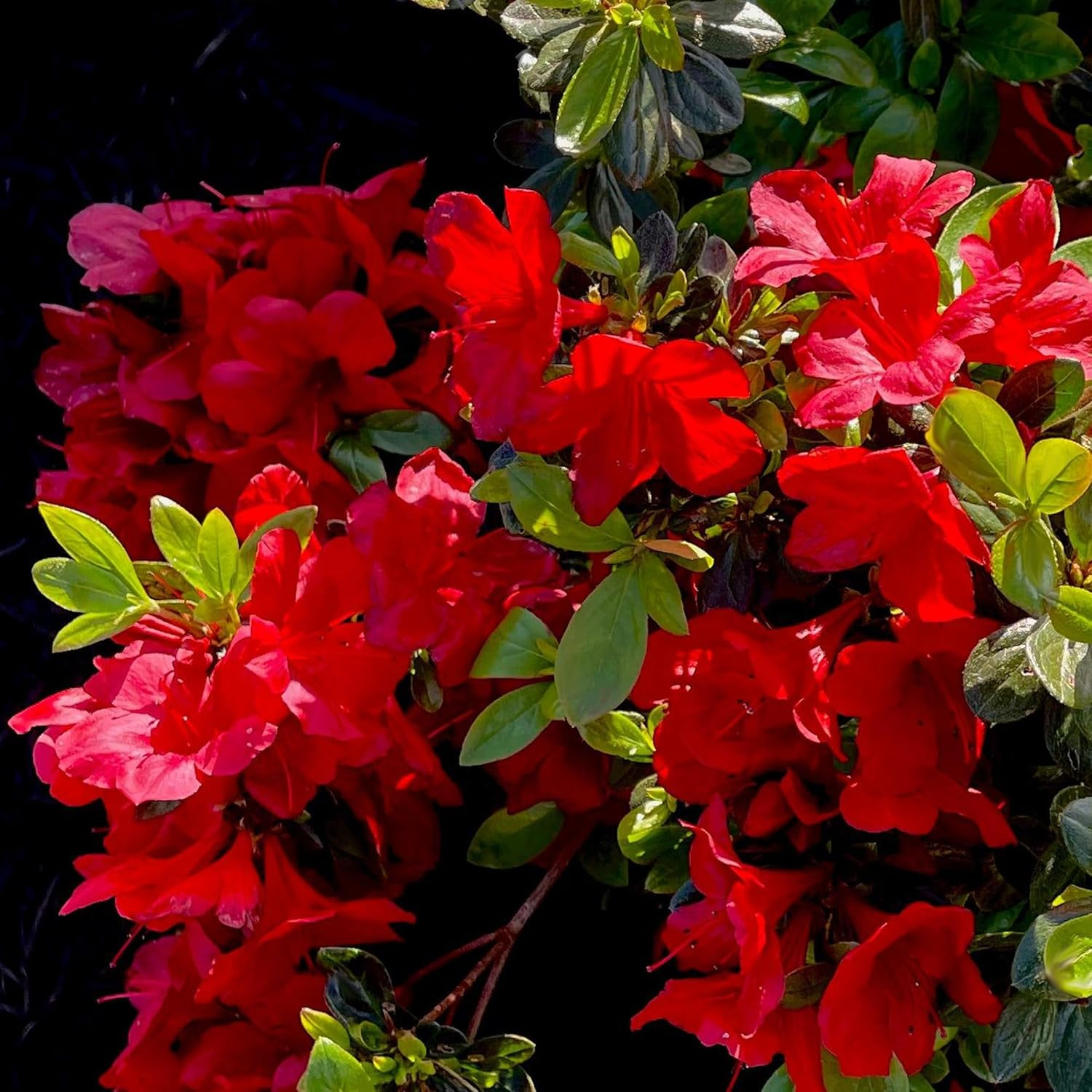 1 Gallon Red Midnight Flare Azalea Shrub with Green Foliage
