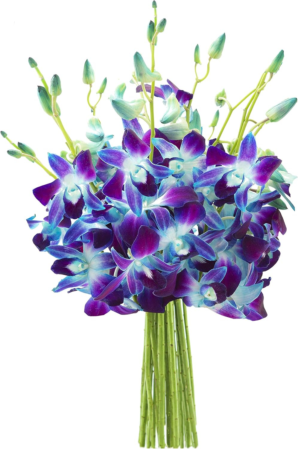 KaBloom : Bouquet of Fresh 10 Blue Dendrobium Orchids, Next-Day Delivery.