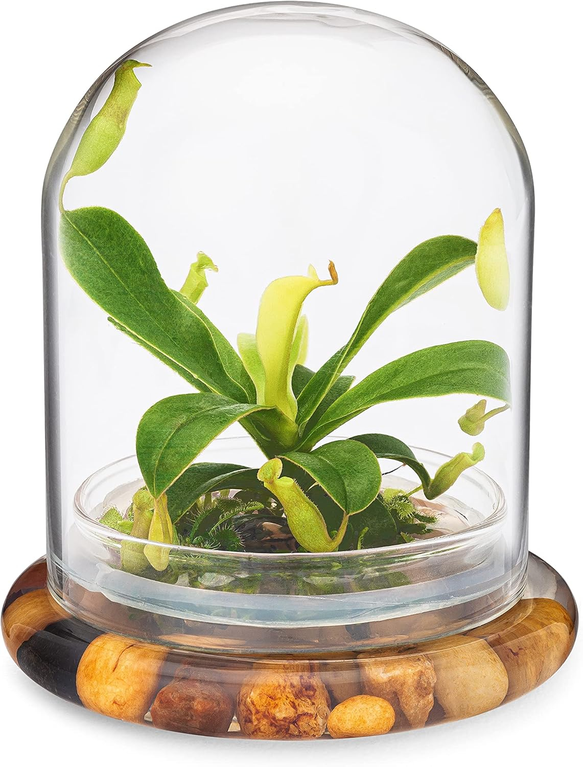 Maintenance Free Live Pitcher Plant (Nepenthes tobaica) Terrarium with Sundew Moss in Self Sustaining Glass Jar, Maintenance Free, Great Unique Gift and Home Décor, 100% Growth Guarantee