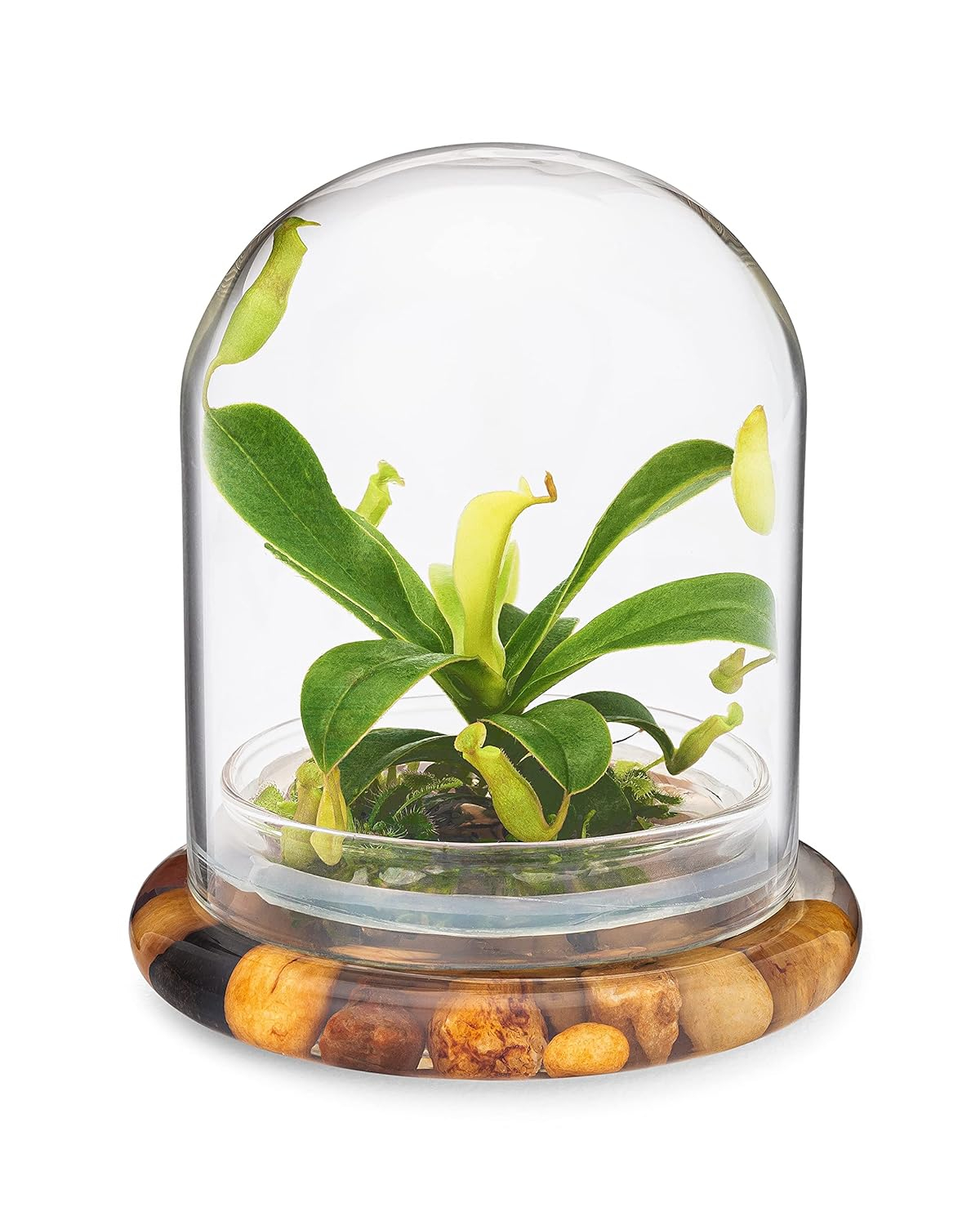 Maintenance Free Live Pitcher Plant (Nepenthes tobaica) Terrarium with Sundew Moss in Self Sustaining Glass Jar, Maintenance Free, Great Unique Gift and Home Décor, 100% Growth Guarantee