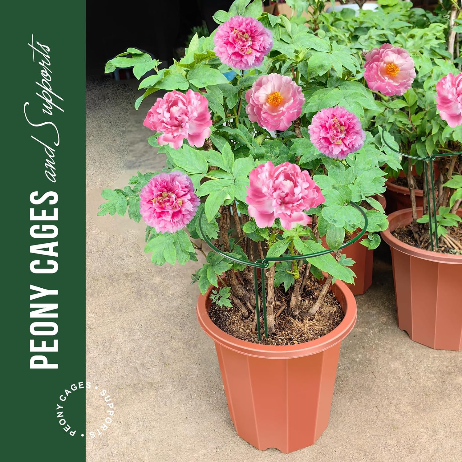 LEOBRO Plant Support Stakes, 6PCS Plant Stakes, Plant Support, Garden Stakes, Peony Cages and Supports, Plant Supports for Outdoor Plants, Monstera Tomato Hydrangea Support Cage, 9.8" W x 15.7" H C48