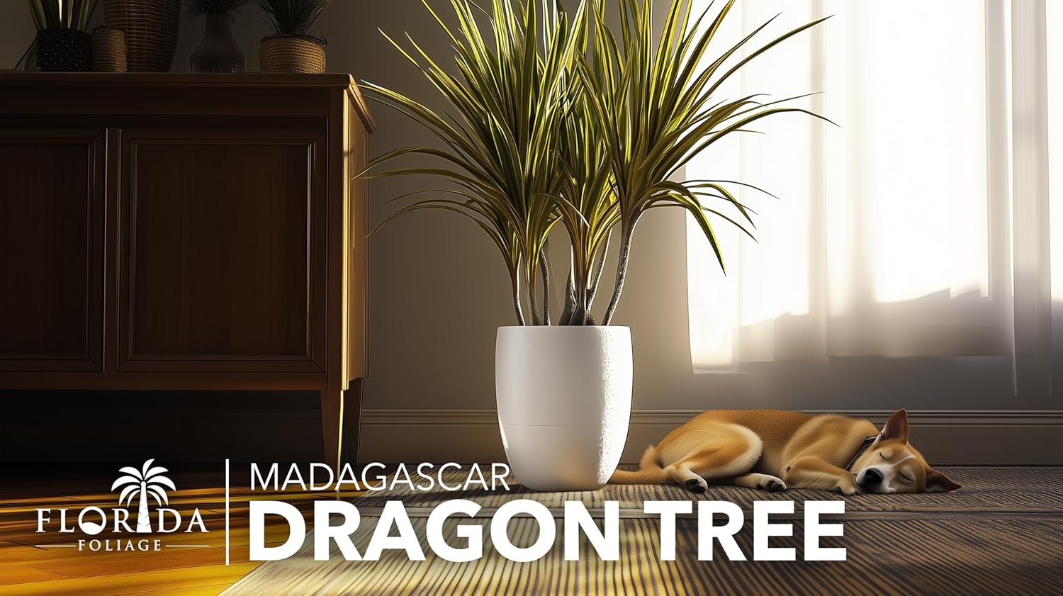 Extra Large Madagascar Dragon Tree in Black Pot