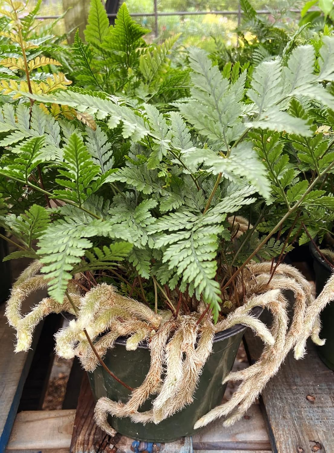 Rabbit's Foot Fern - Live Plant in a 4 Inch Pot - Davallia Tyermani - Extremely Rare and Exotic Ferns from Florida