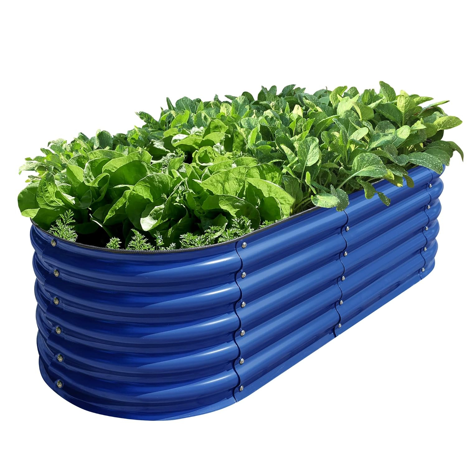 Cobalt Blue Oval Galvanized Steel Raised Garden Bed