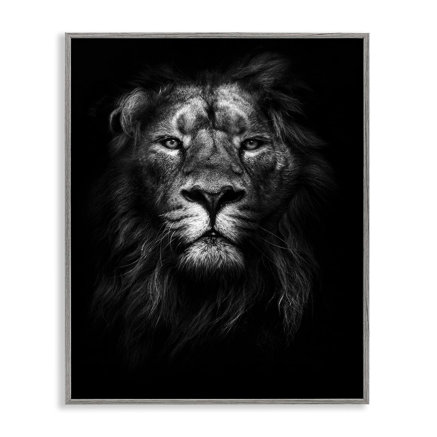 Stupell Industries King of the Jungle Lion In Shadows Black and White Photography, 16 x 20,Design by Design Fabrikken