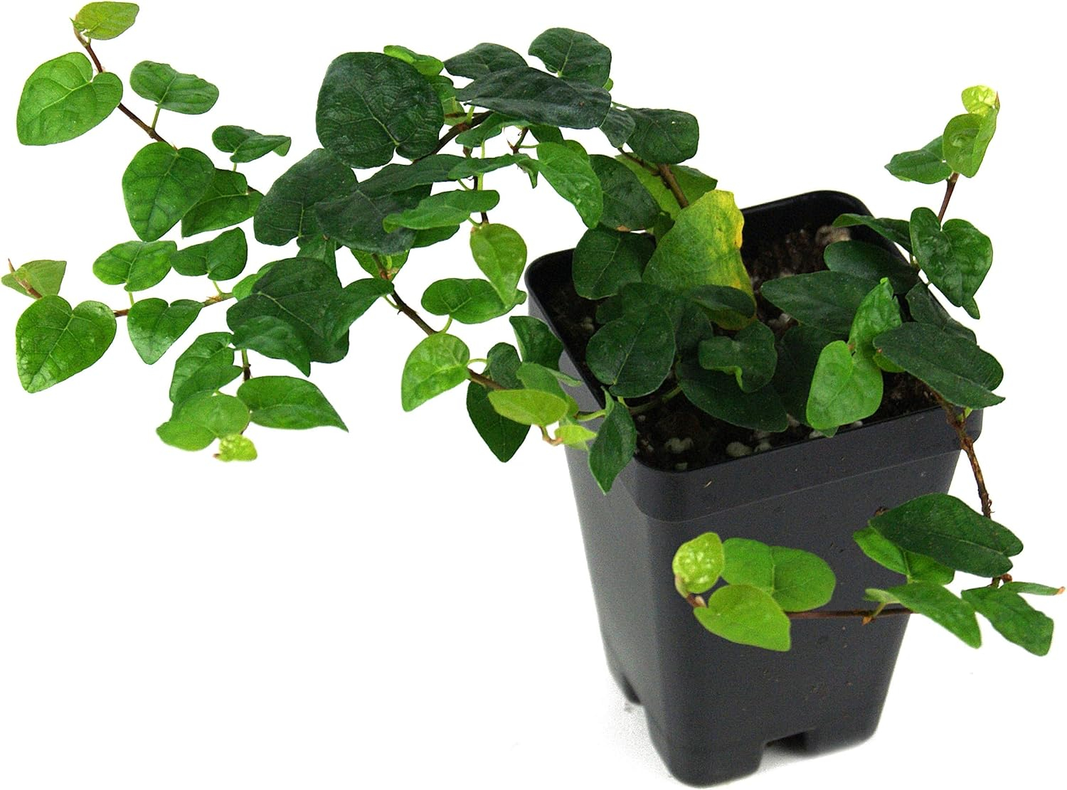 Josh's Frogs Green Ficus pumila Creeping Fig Live Plant in Pot