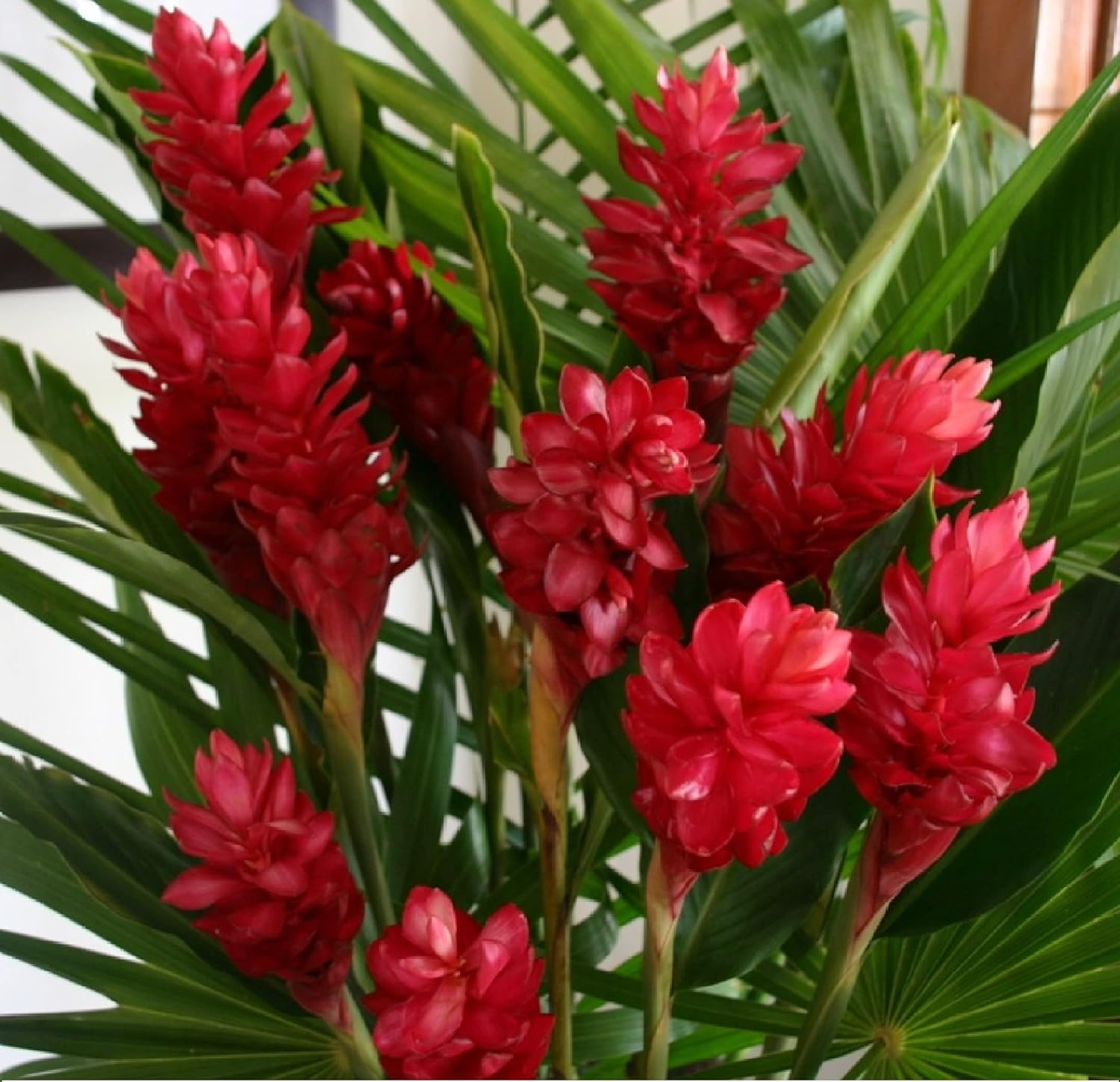 Red Alpinia Purpurata Ginger Plant Bulb 1 PK (2 Roots Each 2"-4" Long) Shade & Sun