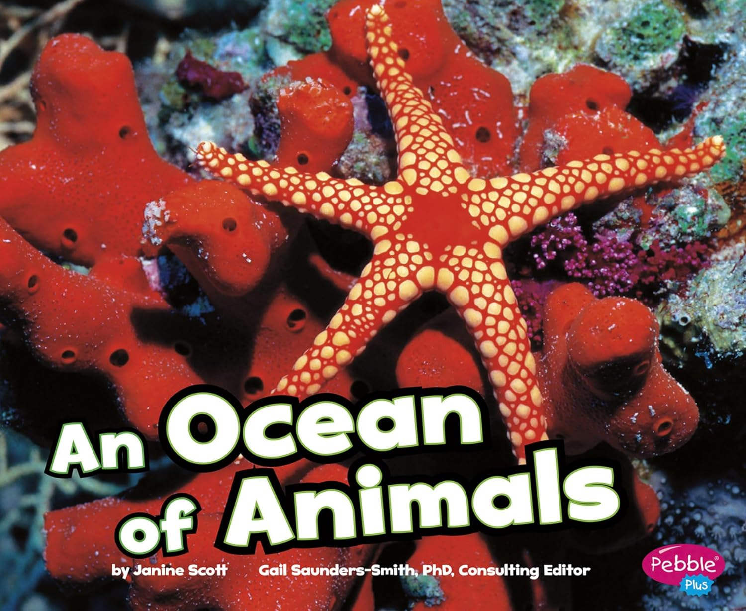 An Ocean of Animals: Exploring Marine Life for Kids