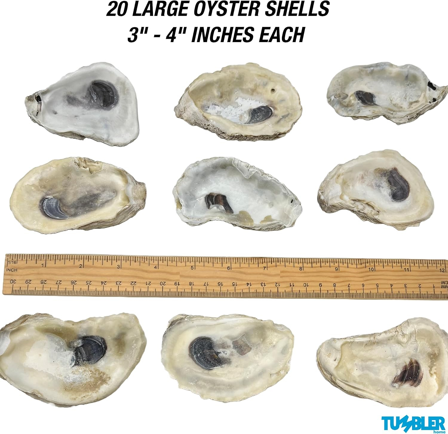 Oyster Shells for Crafts, 3" - 4" Large Oyster Shells, 20PCS Bulk Bag for DIY Crafting, Decoupage, Christmas Ornaments, Wreaths, Weddings, Beach Decor Arts & Crafts. Farmed in USA