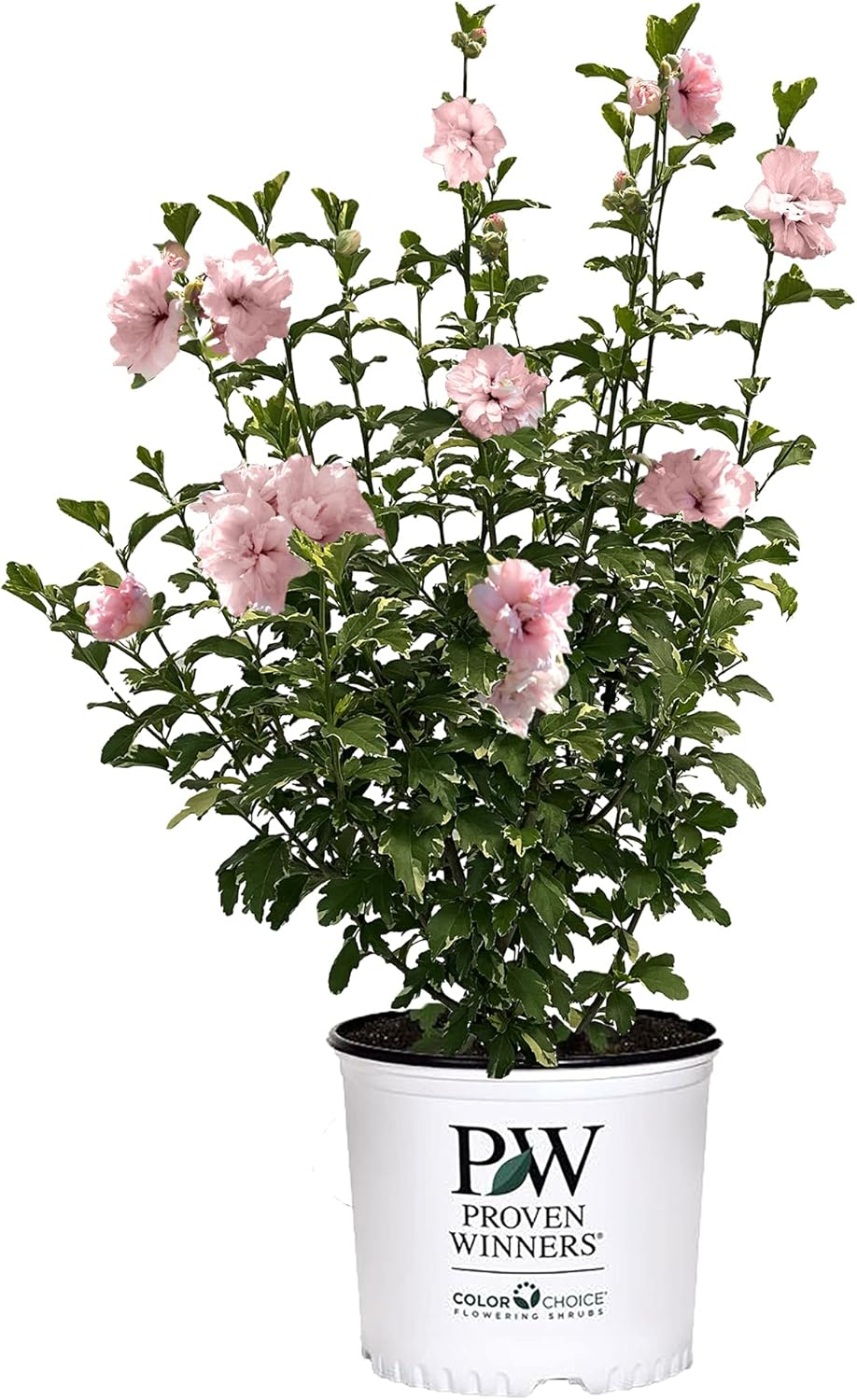 2 Gallon Proven Winners Hibiscus Sugar Tip Shrub