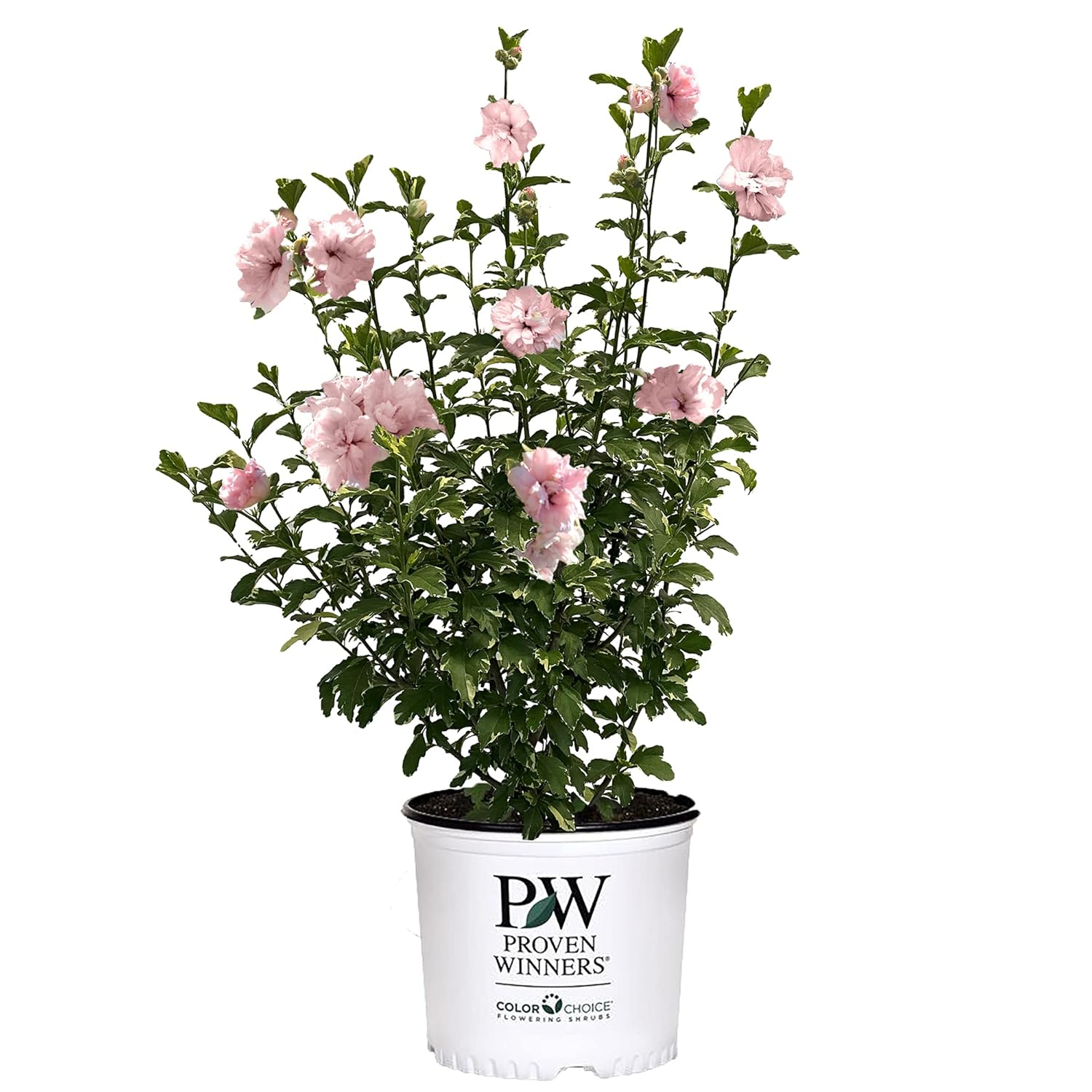 2 Gallon Proven Winners Hibiscus Sugar Tip Shrub