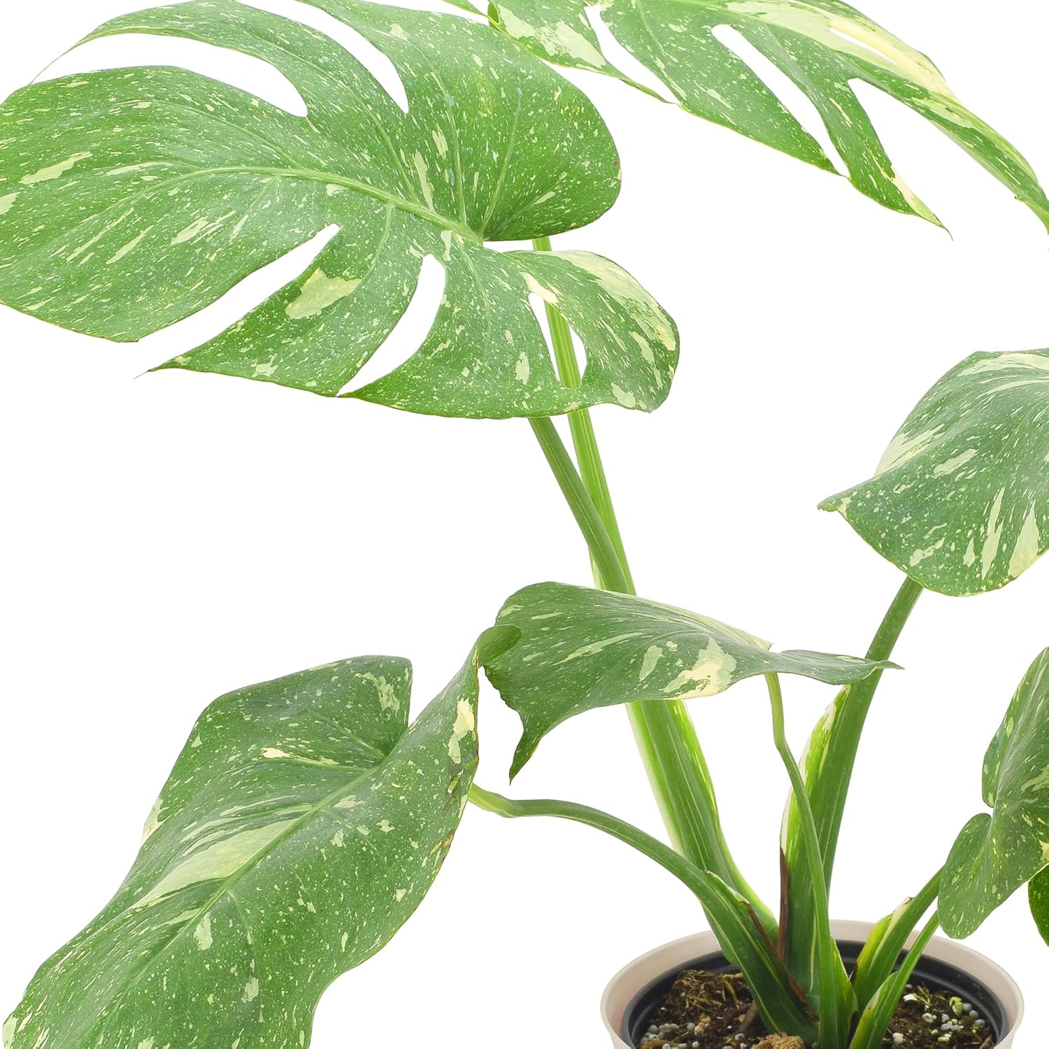 Arcadia Garden Products Thai Monstera Live Monstera Thai Constellation Plant in Pot Liner