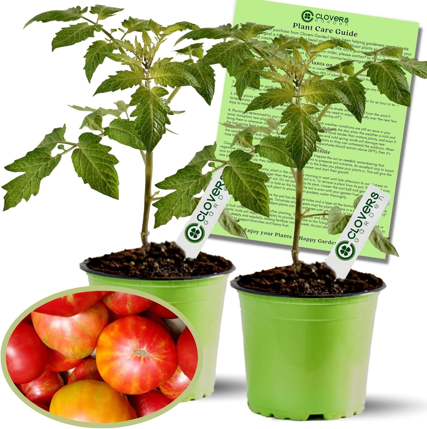 Clovers Whopper Tomato Plants – Two (2) Live Plants – Non-GMO - Not Seeds - Each 4" to 8" Tall – in 4" Inch Pots – Globe, Indeterminate