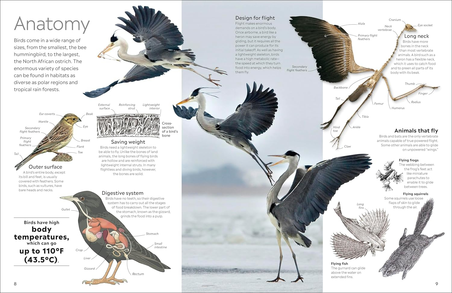 Eyewitness Bird - (DK Eyewitness) by  DK (Paperback)