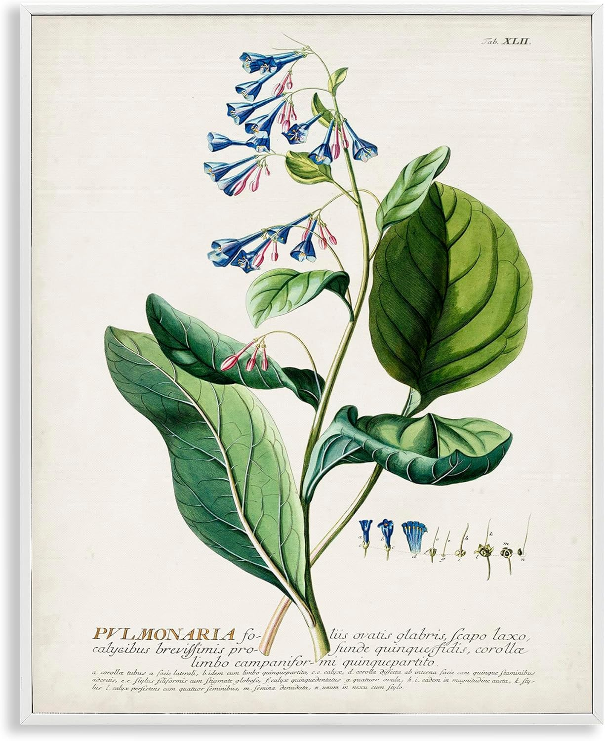 Stupell Industries Botanical Plant Illustration Blue Flowers Vintage Design Drawing Print Framed Art Print Wall Art, 11x14, By World Art Group