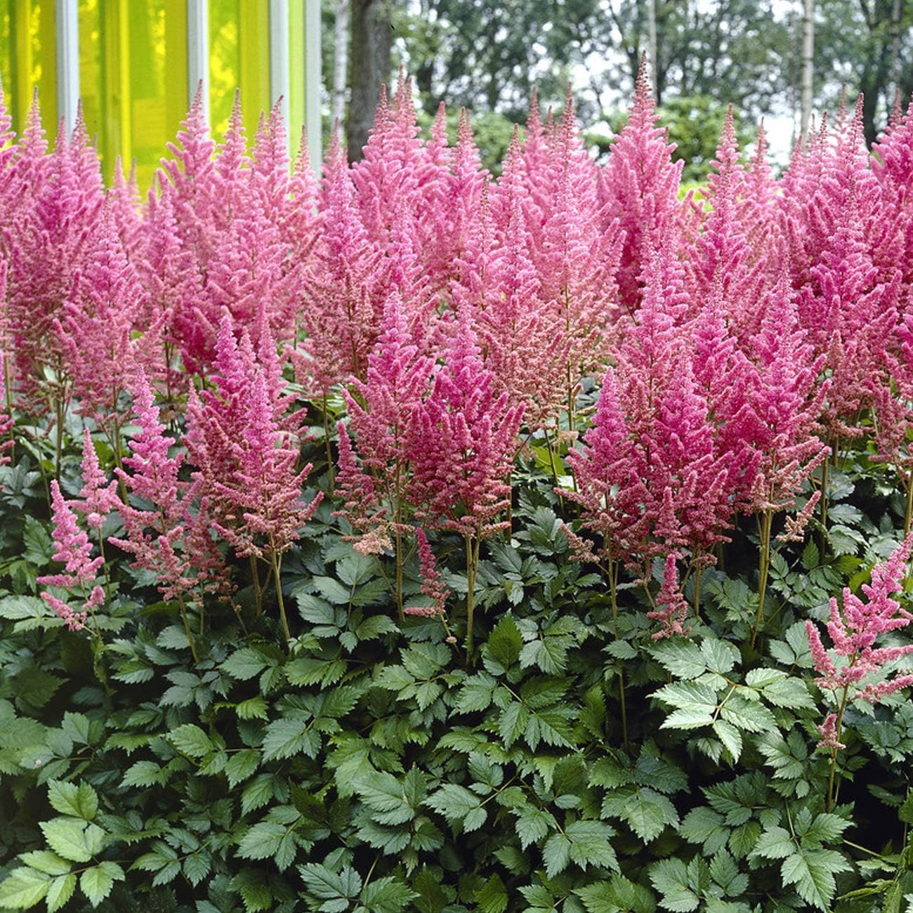 Van Zyverden Astilbe Visions® 3 Plant Roots Multicolor Partial Shade Perennial Pollinator 1 lb