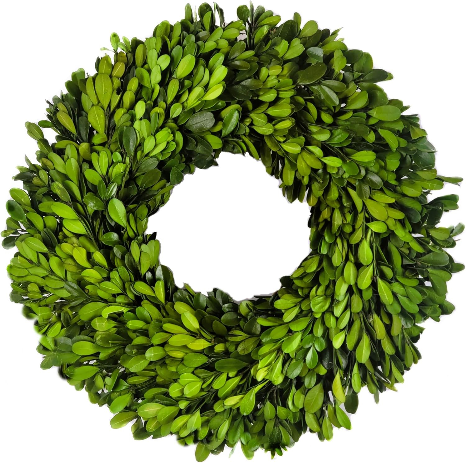 Plum & Post Boxwood Wreath 12"