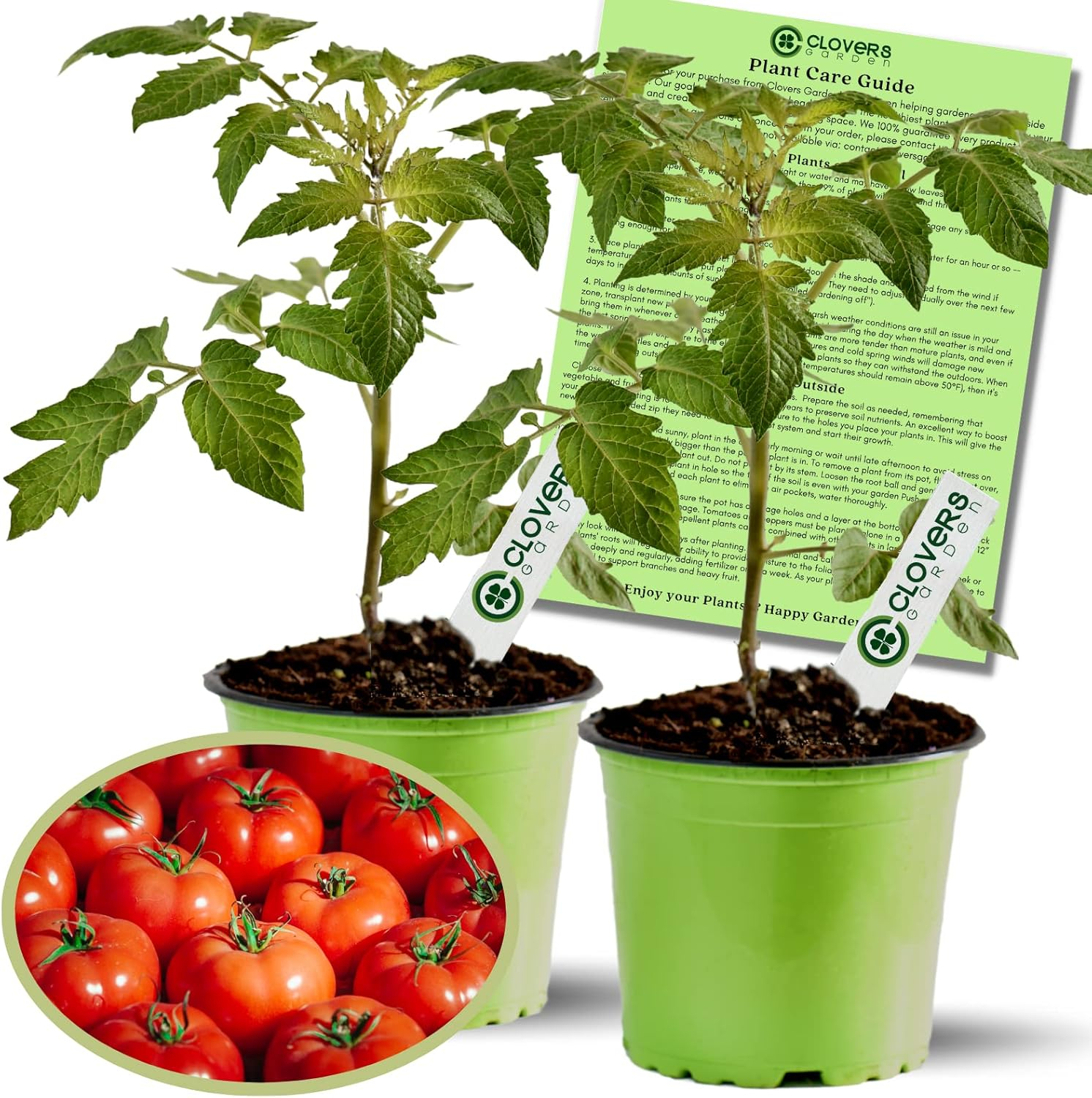 Clovers Whopper Tomato Plants – Two (2) Live Plants – Non-GMO - Not Seeds - Each 4" to 8" Tall – in 4" Inch Pots – Globe, Indeterminate