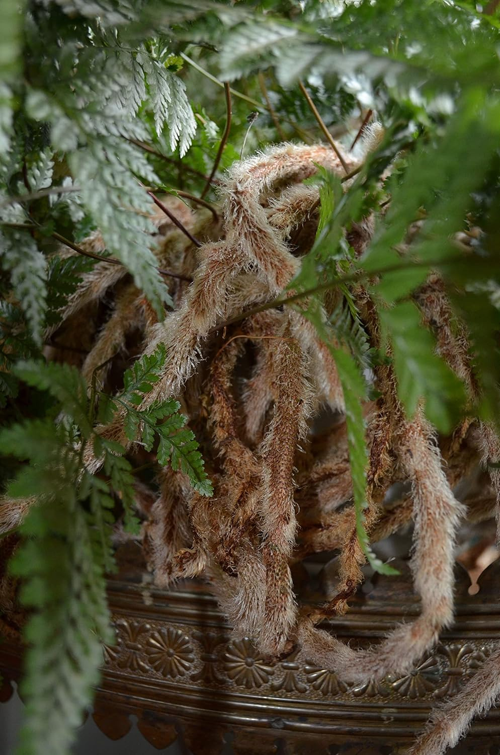 Rabbit's Foot Fern - Live Plant in a 4 Inch Pot - Davallia Tyermani - Extremely Rare and Exotic Ferns from Florida