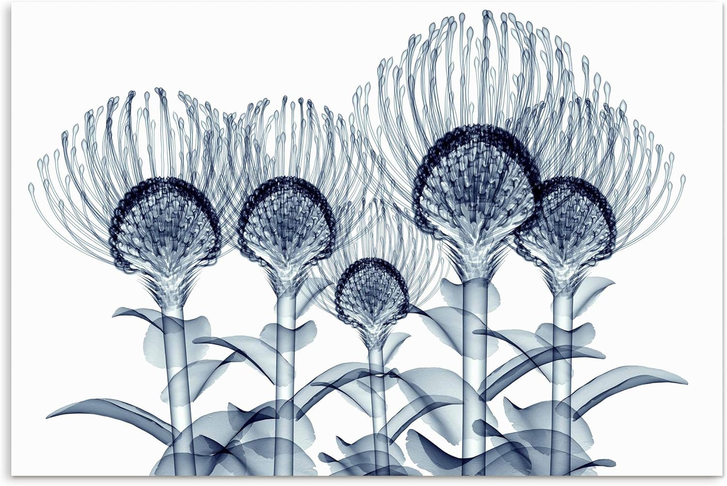 Empire Art Direct "Nodding Pincushions" Frameless Free Floating Tempered Glass Panel Graphic Wall Art