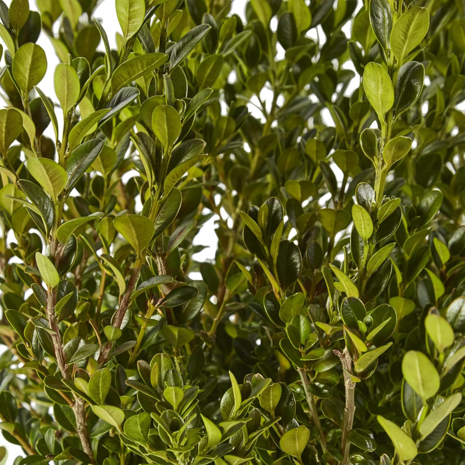 7 Gallon Wintergreen Boxwood Shrub