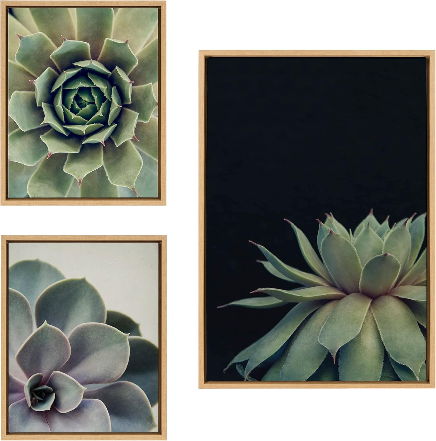 Kate and Laurel Sylvie Succulent 8, Succulent 1, and Succulent 5 Framed Canvas Wall Art Set by Emiko and Mark Franzen of F2Images, 3 Piece Set Natural, Modern Dramatic Botanical Wall Décor