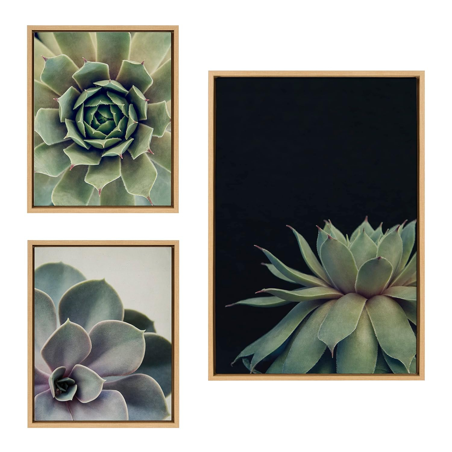 Kate and Laurel Sylvie Succulent 8, Succulent 1, and Succulent 5 Framed Canvas Wall Art Set by Emiko and Mark Franzen of F2Images, 3 Piece Set Natural, Modern Dramatic Botanical Wall Décor