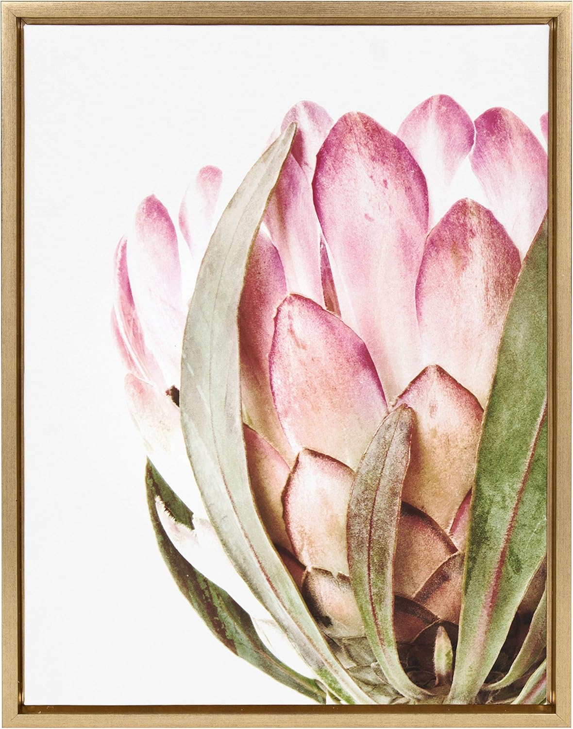 Pink Protea Flower 18x24 Framed Canvas Wall Art