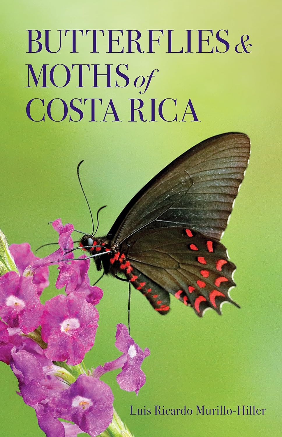 Butterflies and Moths of Costa Rica - (Zona Tropical Publications / Antlion Media) by  Luis Ricardo Murillo-Hiller (Paperback)