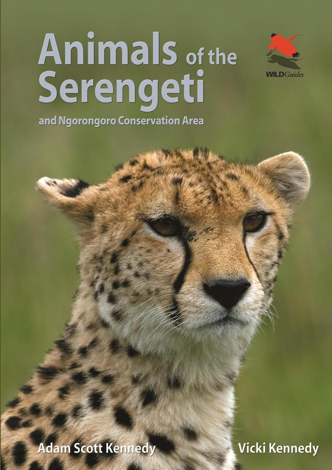 Animals of the Serengeti - by  Adam Scott Kennedy & Vicki Beard (Paperback)