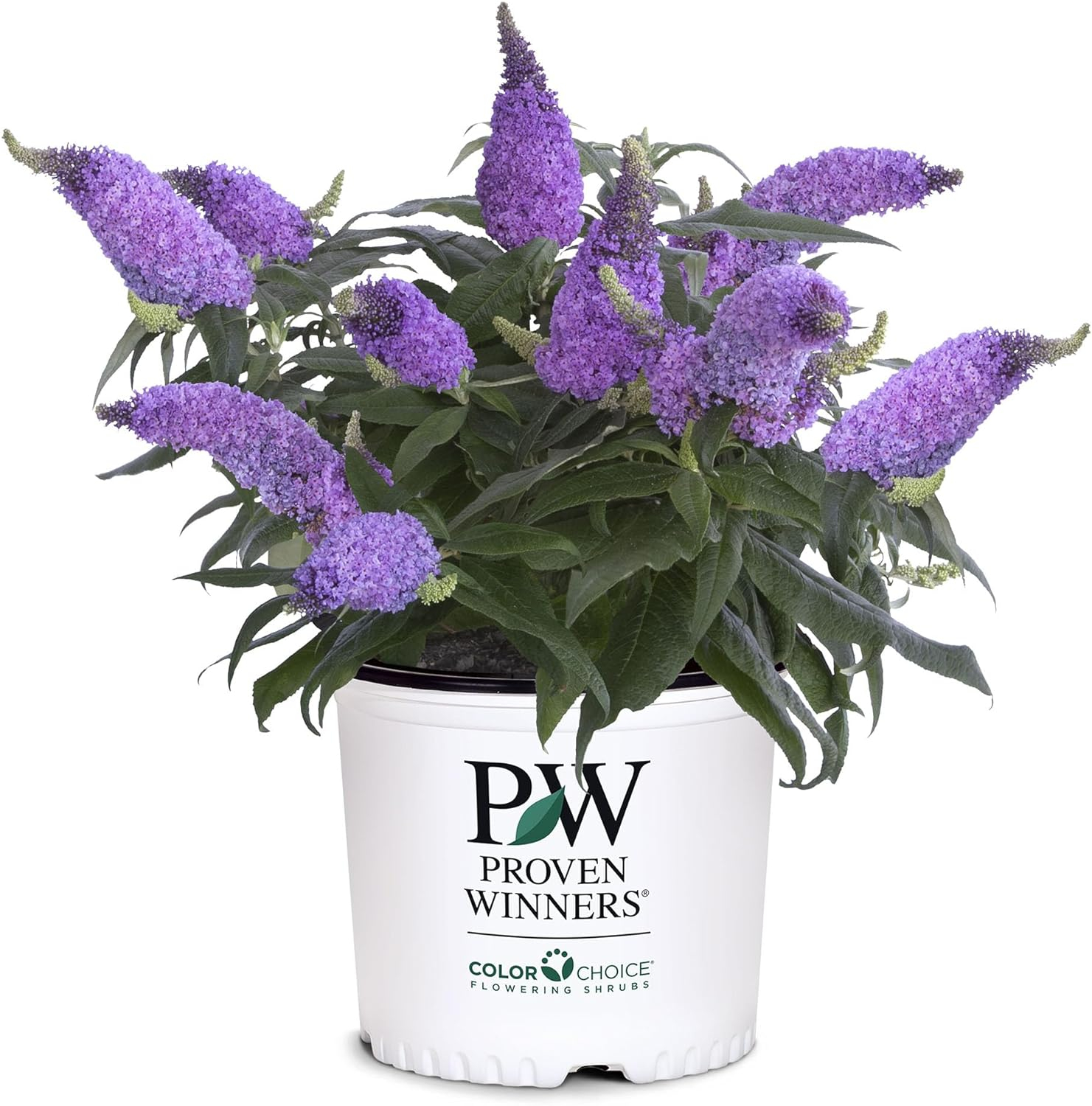 Proven Winner Pugster Amethyst 2 Gal. Buddleia, Purple Blooms